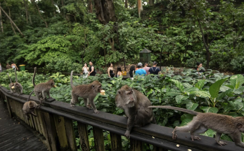 Monkey Forest Ubud – Complete Visitor Guide 2026