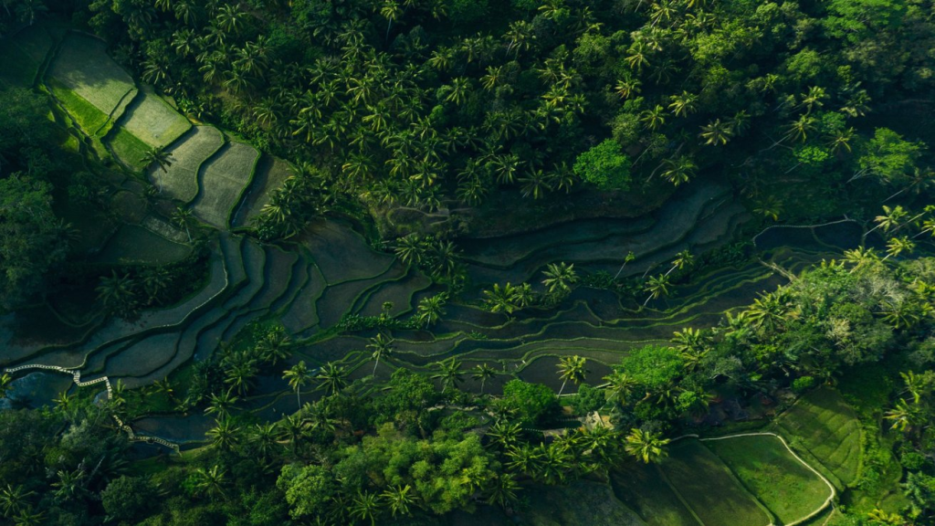 Ubud: The Emerald Heart Ubud: The Emerald Heart